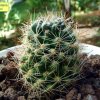 Mammillaria_ fitkaui _04